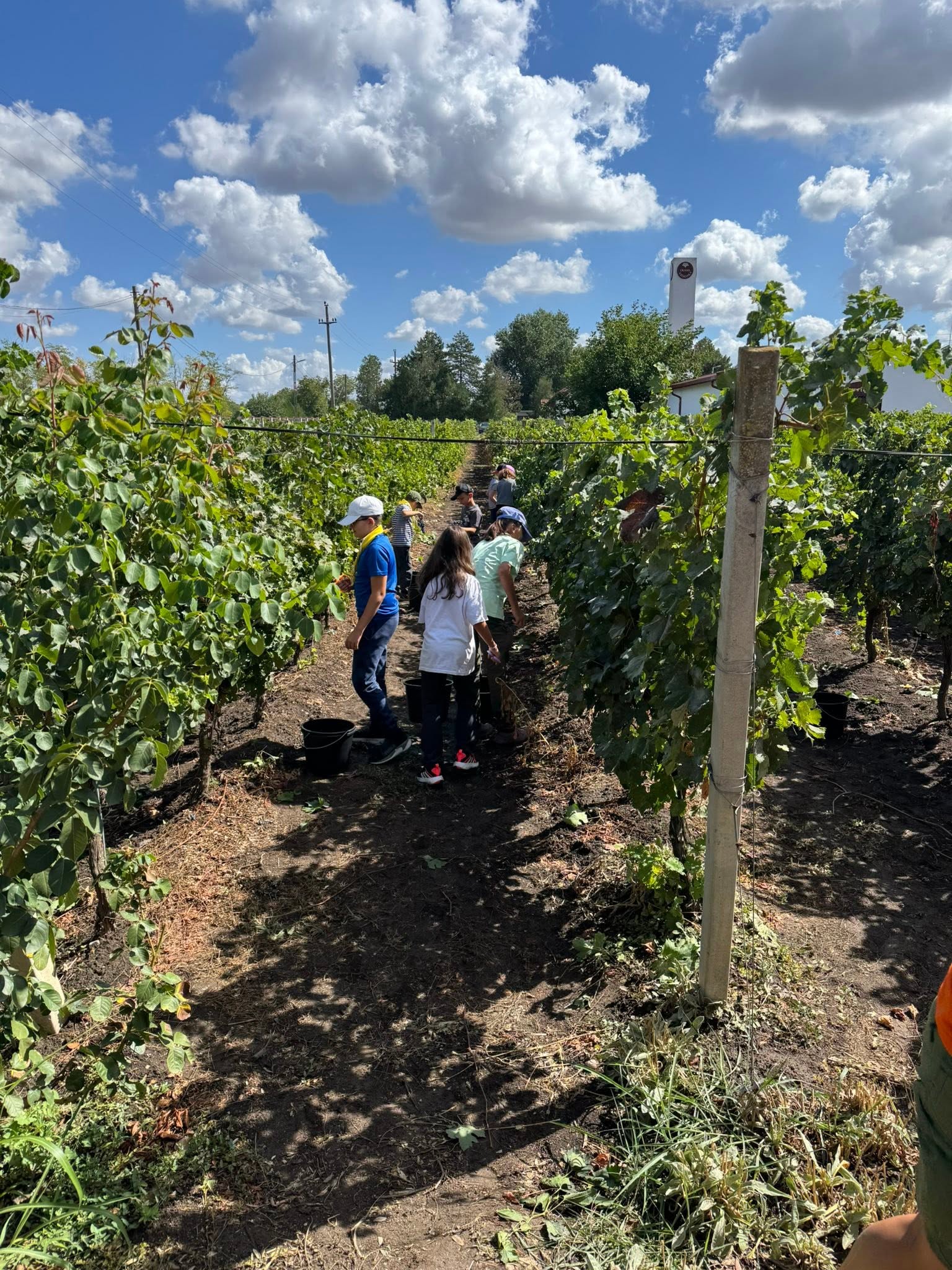 🍇🐺 DE LA STRUGURE LA MUST! – AVENTURA LUPILOR MUNȚILOR